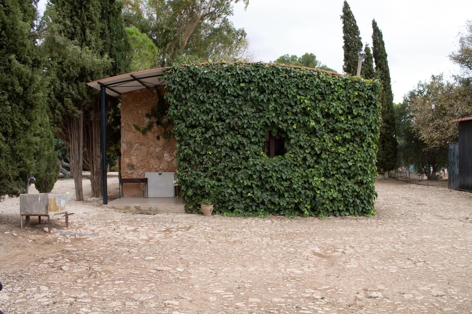 The ivy-covered wall of the farmhouse at Sierra Recovery.